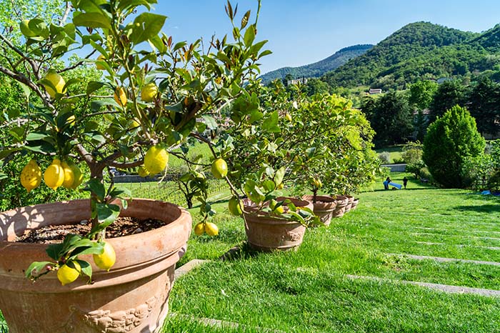 Come coltivare le piante di limoni in vaso - Fatto in casa da Benedetta