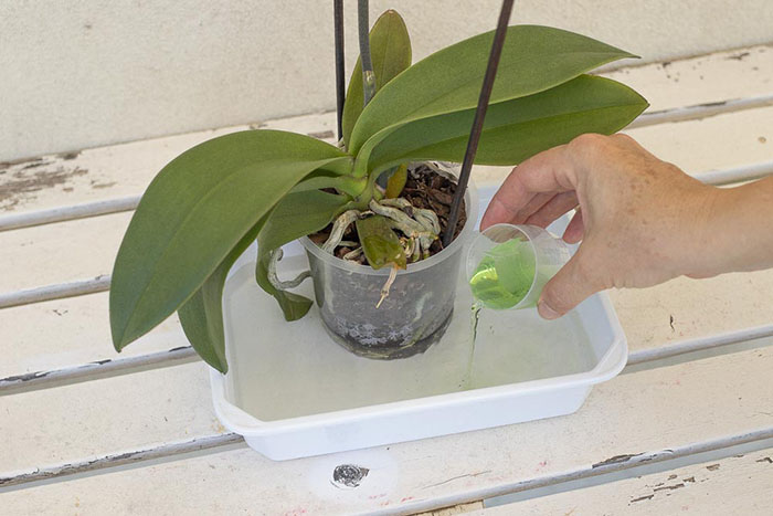 Lo spruzzino ideale per orchidee e piante d'appartamento