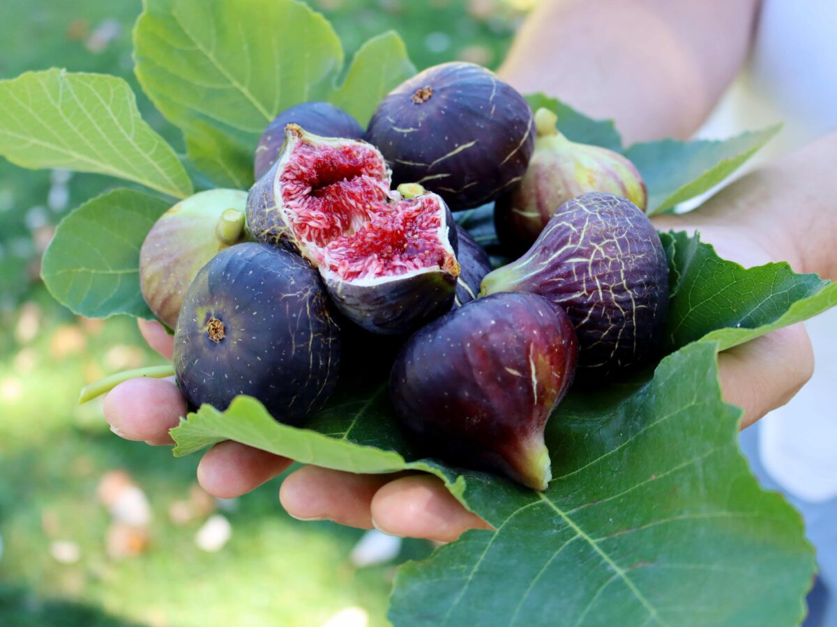 Fichi: caratteristiche e usi in cucina