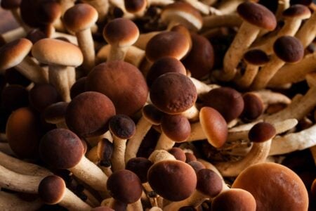 Funghi pioppini: come pulirli e cucinarli